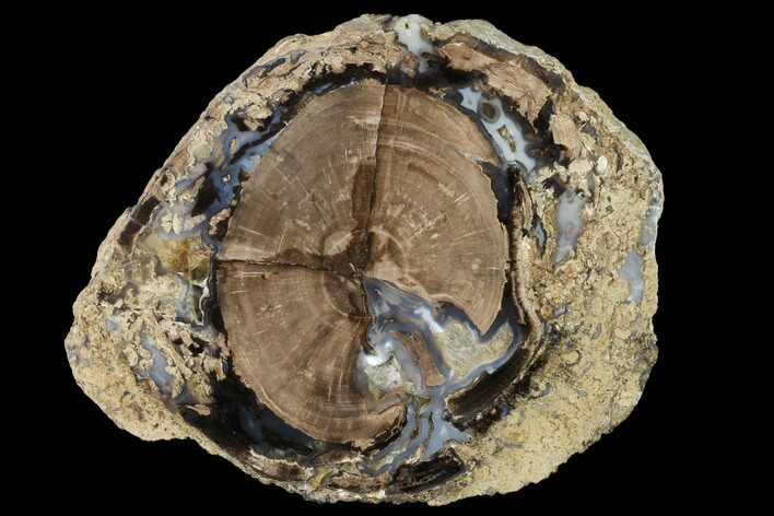 Petrified Wood (Schinoxylon) Slab - Blue Forest, Wyoming #141444